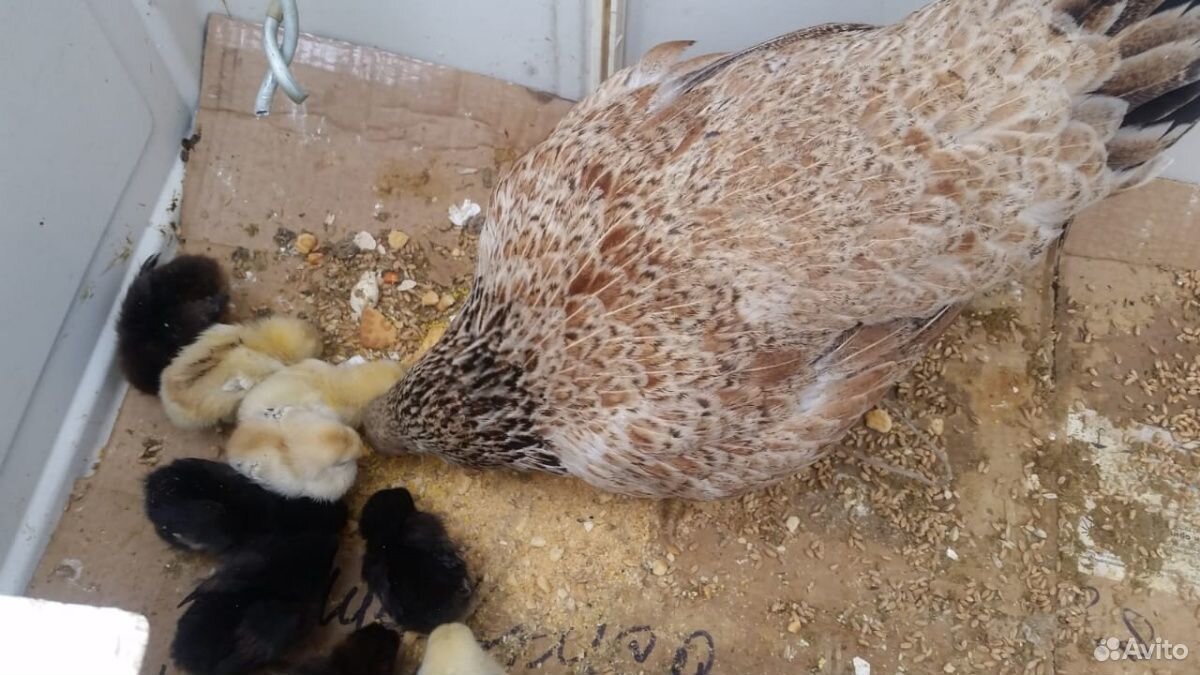 Курица с цыплятами купить на Зозу.ру - фотография № 2