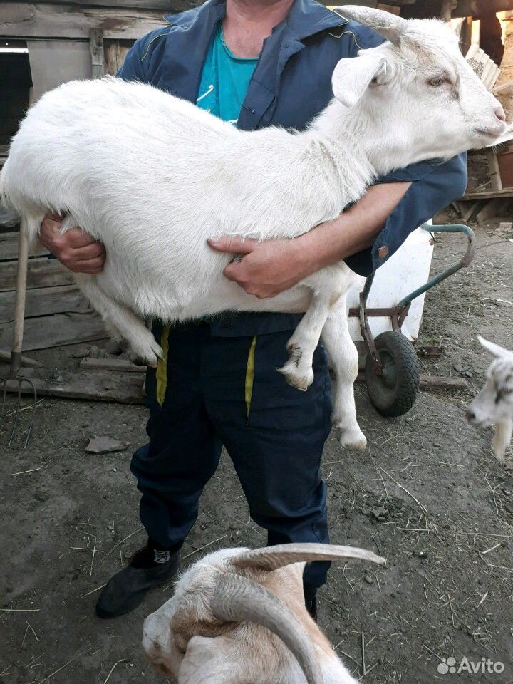 Козлик и коза купить на Зозу.ру - фотография № 6