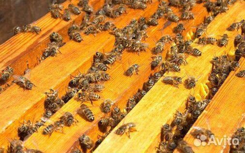 Пчёлы,улья,сушь купить на Зозу.ру - фотография № 2