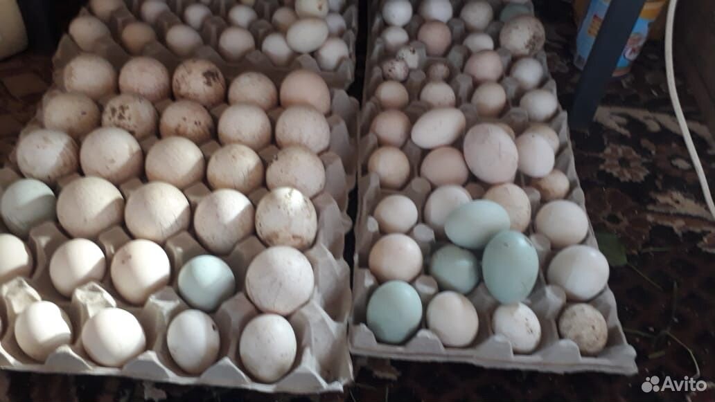 Утята, цыплята, инкубационное яйцо купить на Зозу.ру - фотография № 8