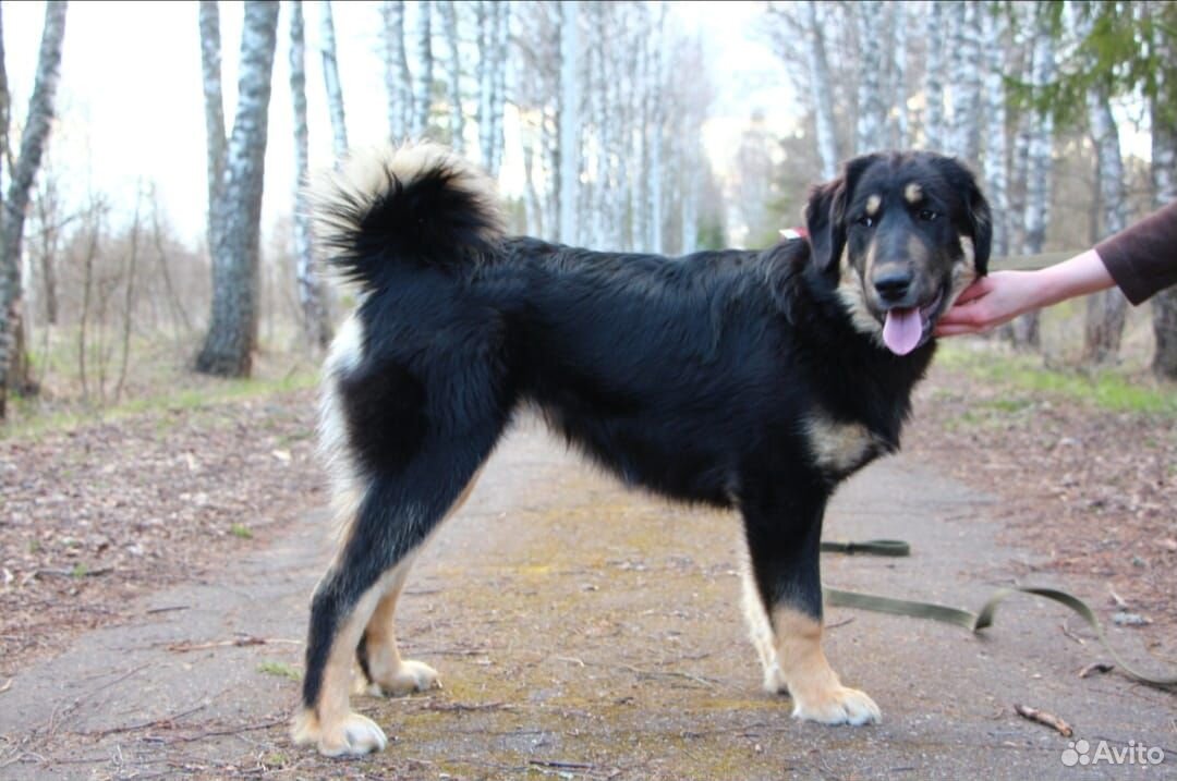 Сторожевая собака(волкодав Банхар) купить на Зозу.ру - фотография № 4