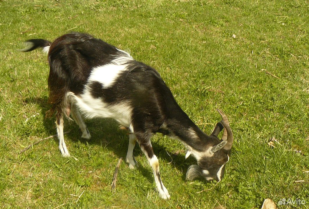 Молочная молодая коза купить на Зозу.ру - фотография № 5