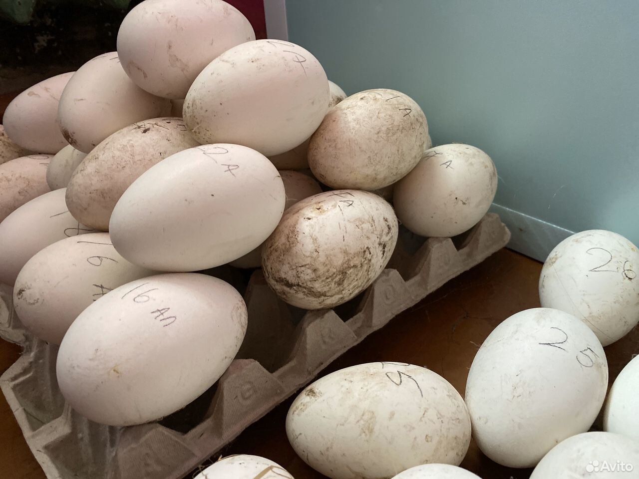Инкубационные гусиные яйца купить на Зозу.ру - фотография № 3