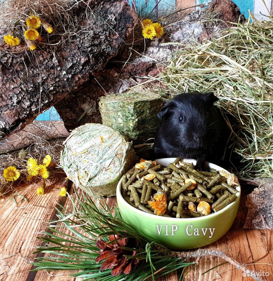 Корм, сено, брекетированное сено для морских свино купить на Зозу.ру - фотография № 3