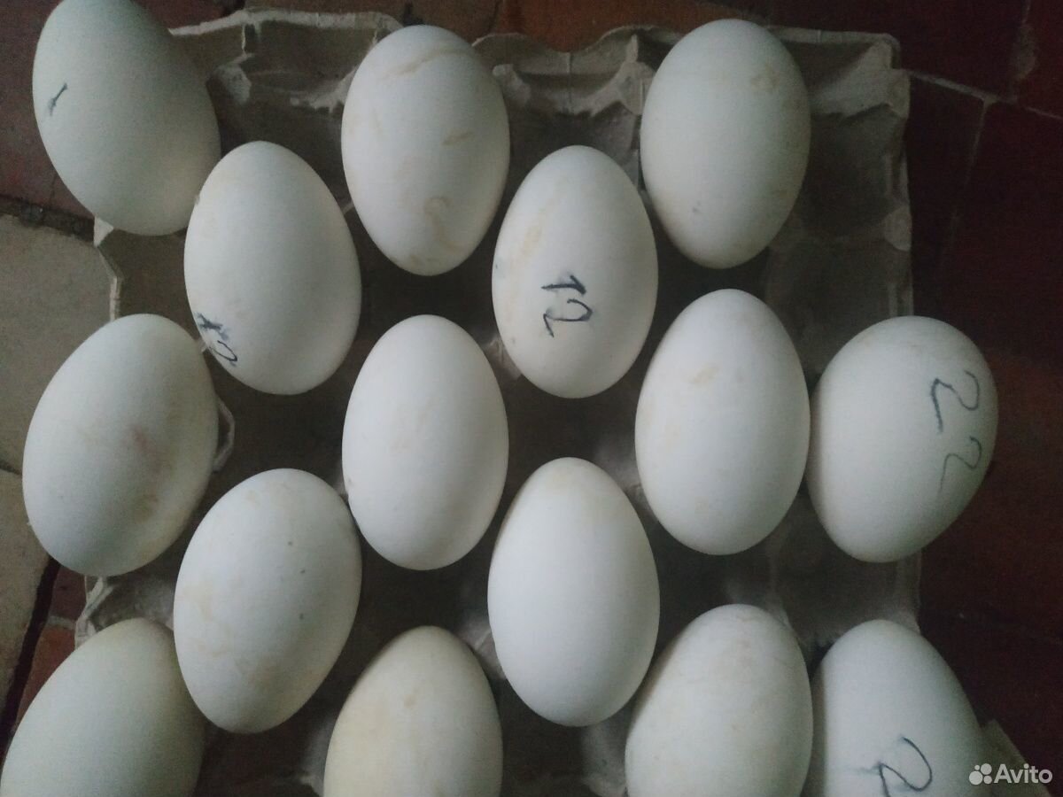 Яйцо гусиное для инкубатора купить на Зозу.ру - фотография № 1
