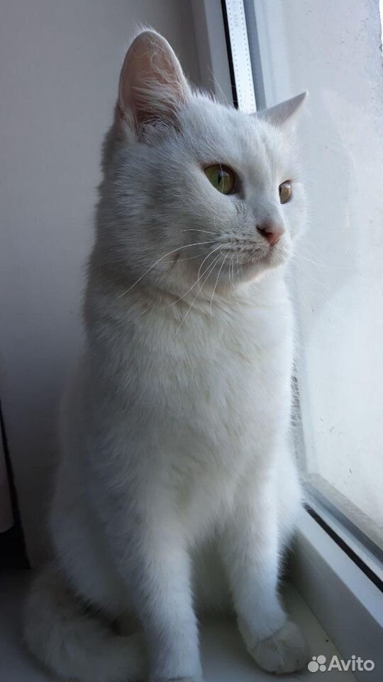Белоснежная кошка купить на Зозу.ру - фотография № 2