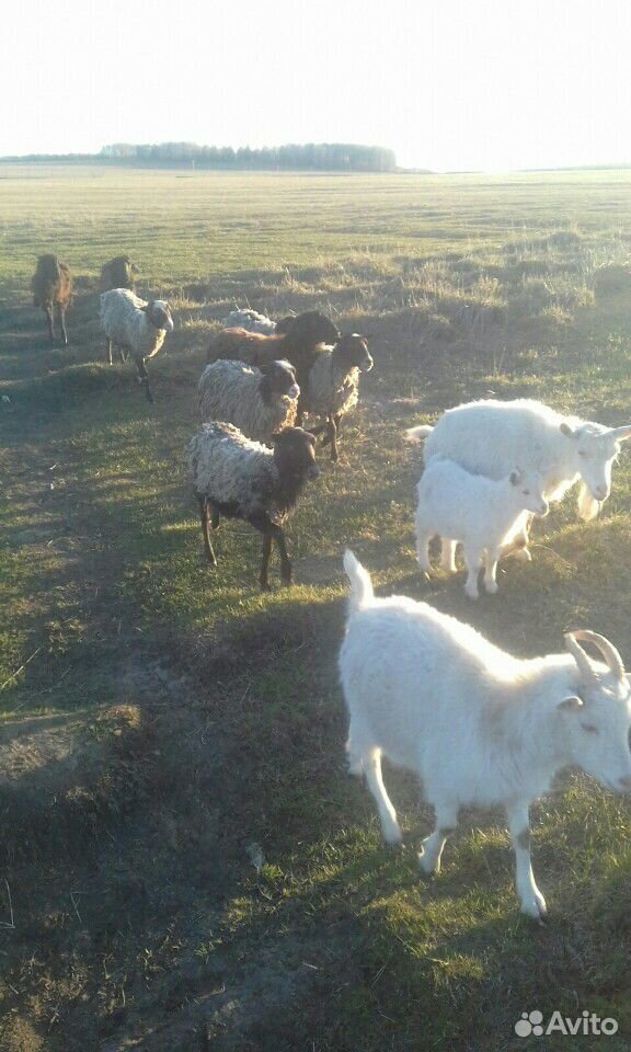 Козы и овцы, в общем друзья наши парнокопытные купить на Зозу.ру - фотография № 2