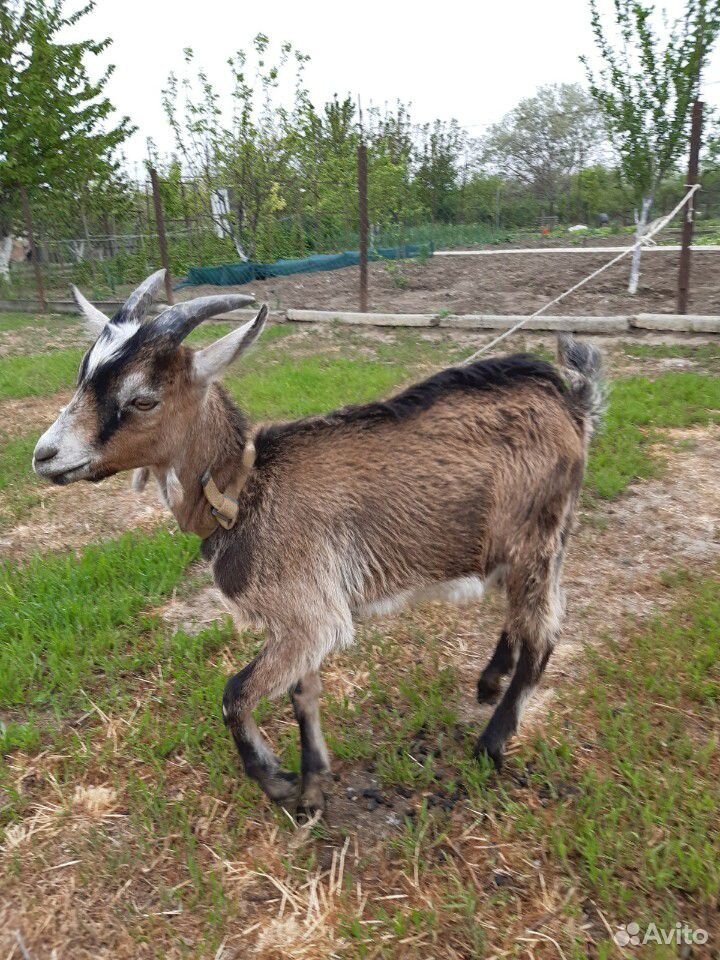 Альпийский козлик