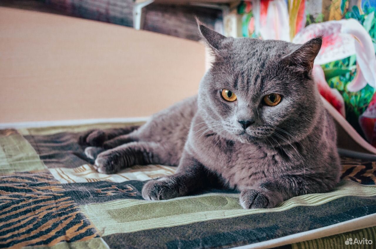 Кот для вязки британец. Кот британец тело. Вязка британских. Кот британский для вязки британский комендантский проспект. Шотландский кот прямоухий толстый.