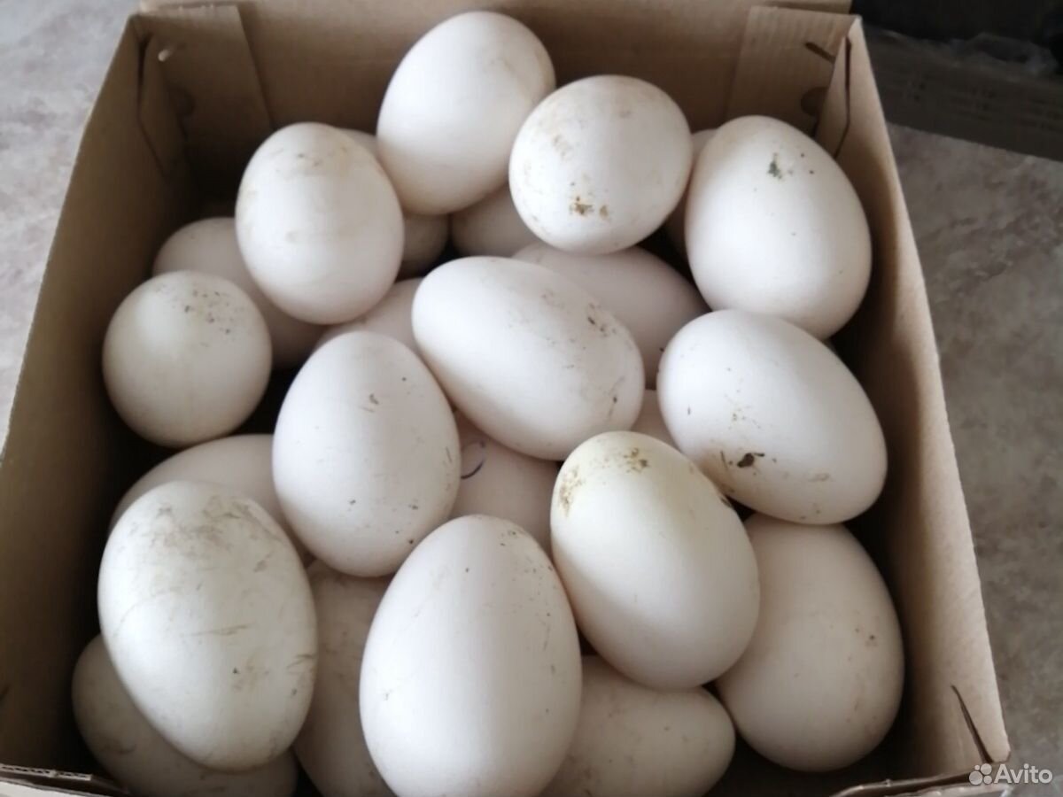 Гусиные яйца для инкубации купить. Утиные и гусиные яйца. Яйцо гусиное инкубационное. Белореченск яйцо инкубационное - утки, куры. Продаю гусиные яйца.
