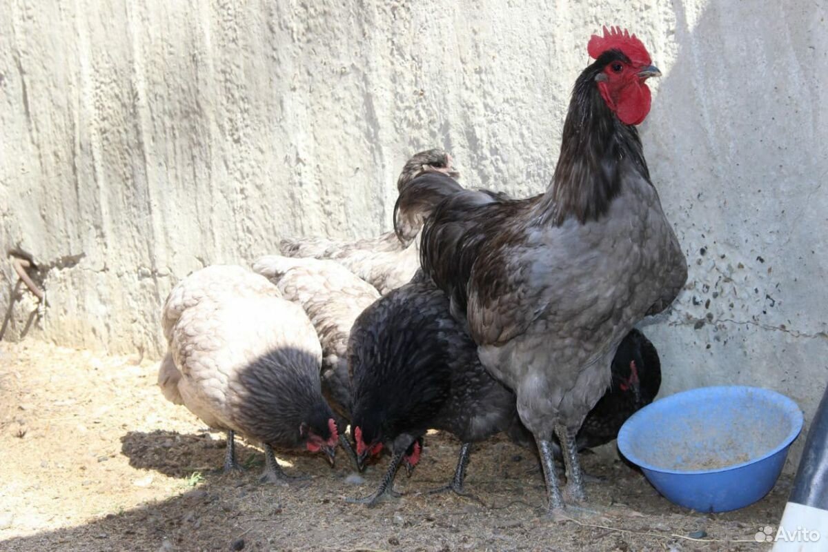 Цыплята суточные купить на Зозу.ру - фотография № 8