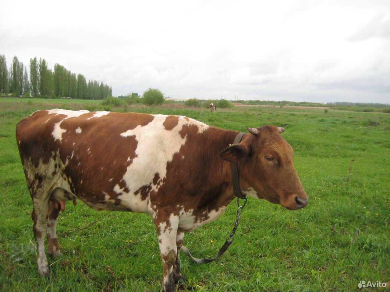Корова и годовалая телка купить на Зозу.ру - фотография № 2