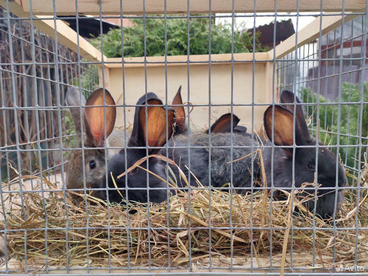 Бельгийские великаны кролики Фландры купить на Зозу.ру - фотография № 2