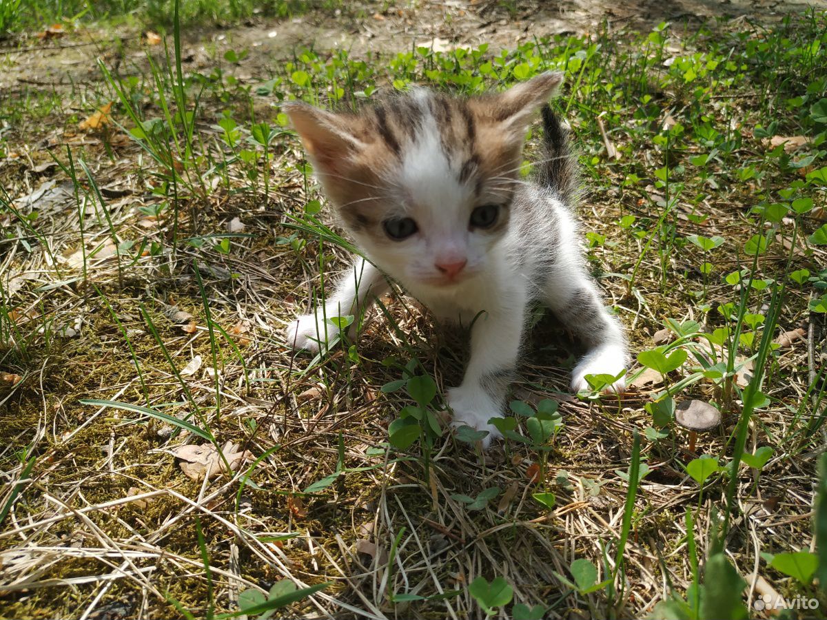 Котята от матери крысыловки за 1 купить на Зозу.ру - фотография № 2