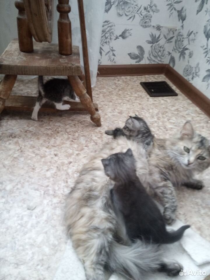 Котята домашние купить на Зозу.ру - фотография № 1