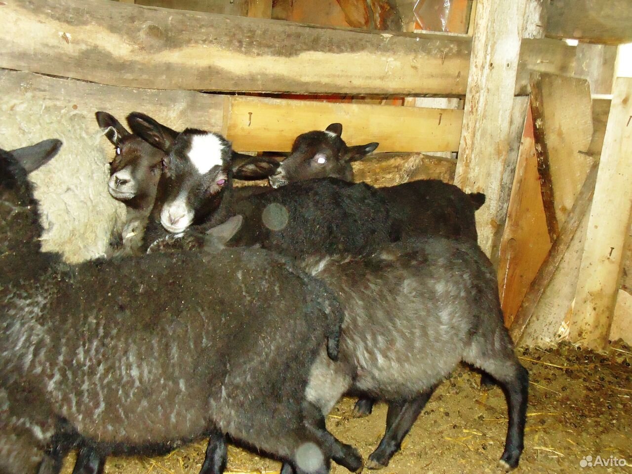Романовские овцы и молодняк купить на Зозу.ру - фотография № 4
