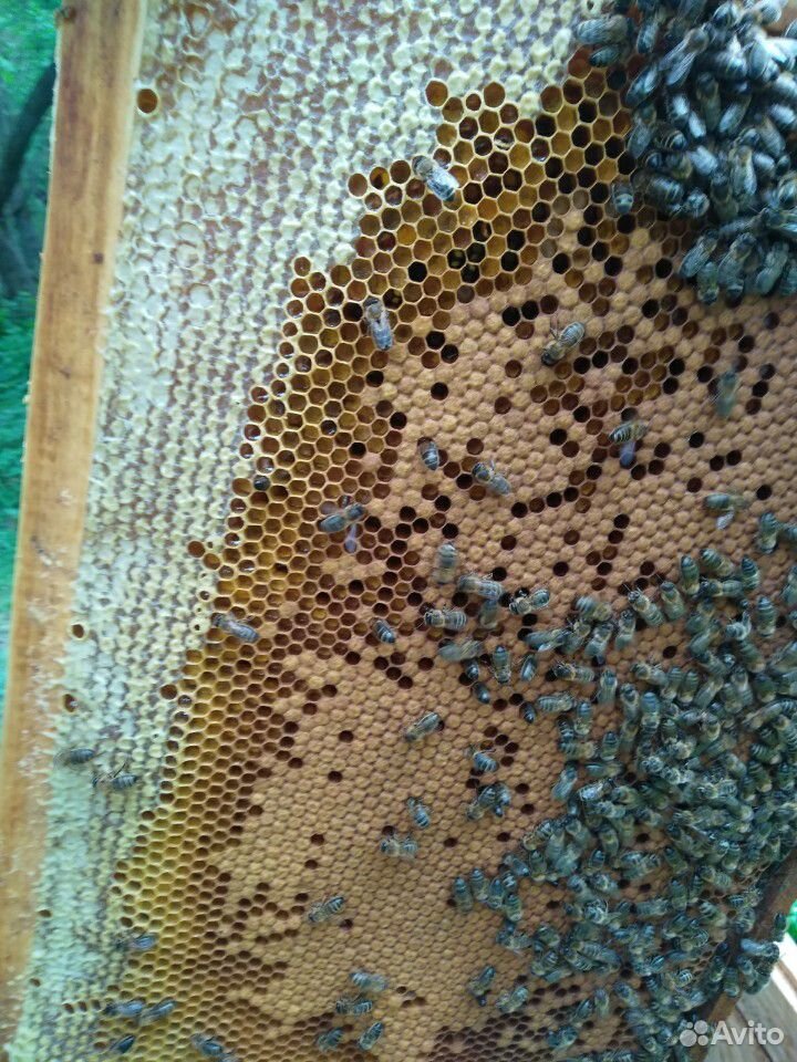 Пчелиные семьи купить на Зозу.ру - фотография № 5