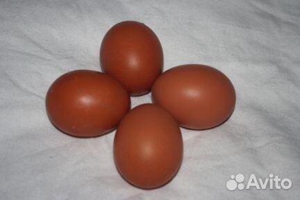 Инкубационное яйцо барневельдера купить на Зозу.ру - фотография № 1