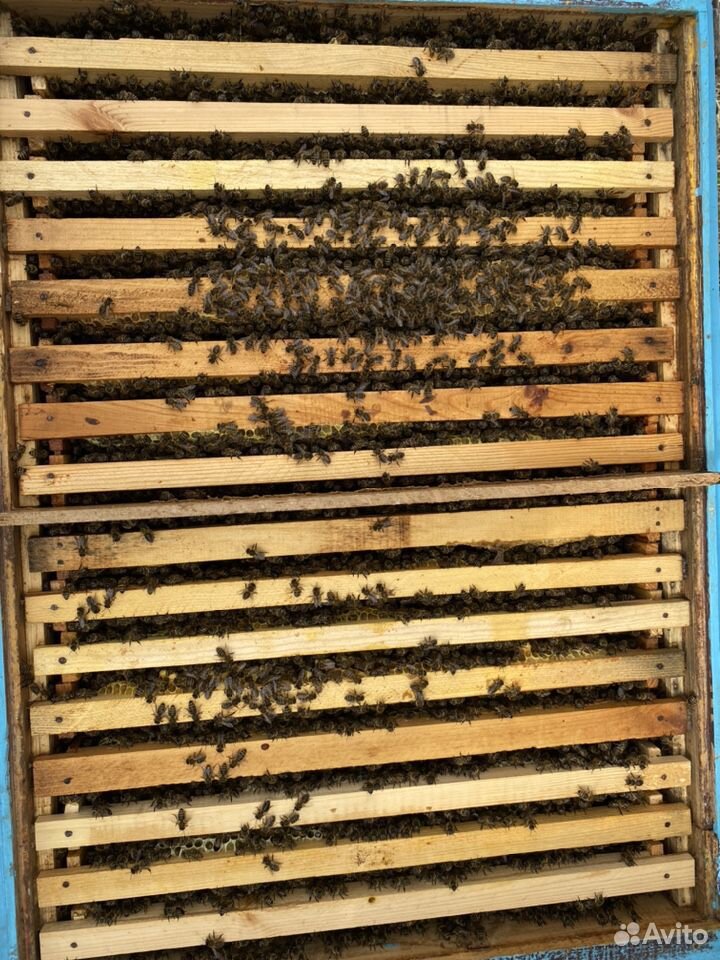 Пчёлы купить на Зозу.ру - фотография № 8
