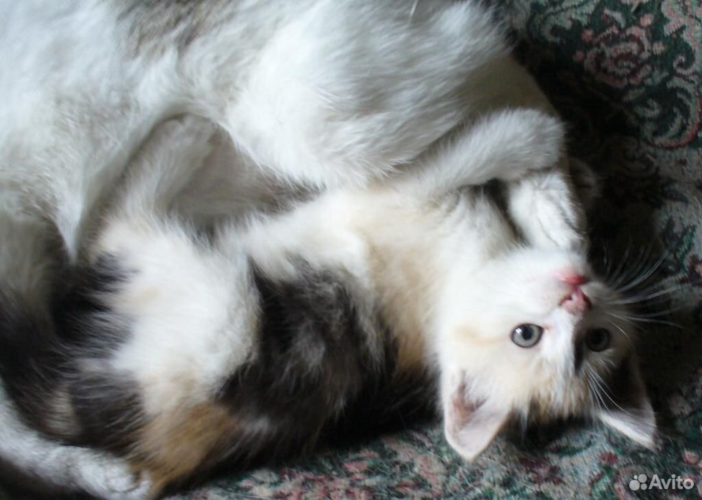 Трехцветный котенок, кошечка купить на Зозу.ру - фотография № 3
