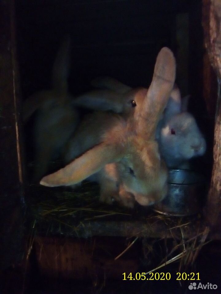 Крольчата породы "Баран" купить на Зозу.ру - фотография № 1