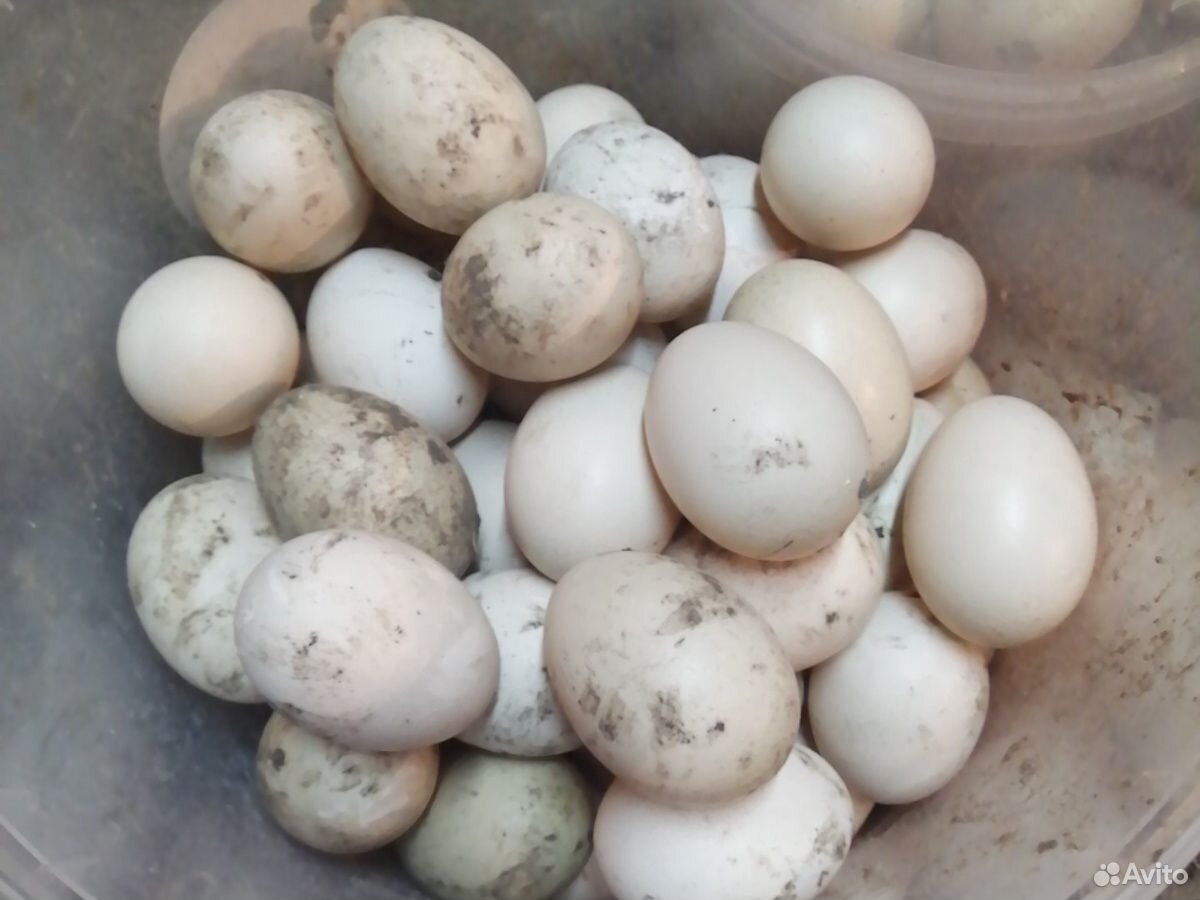 Яйцо инкубационные мускусной утки купить на Зозу.ру - фотография № 1
