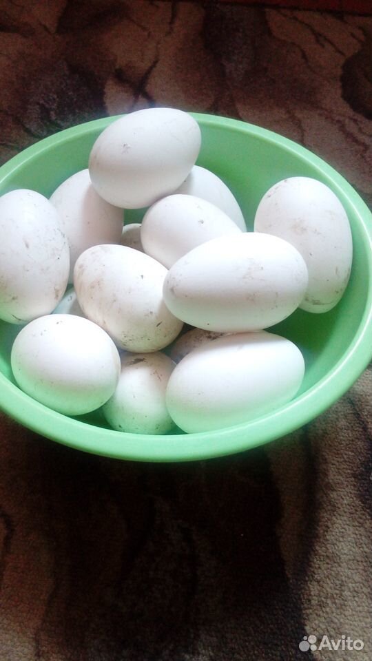 Продаются гусиные яйца,порода линда купить на Зозу.ру - фотография № 1