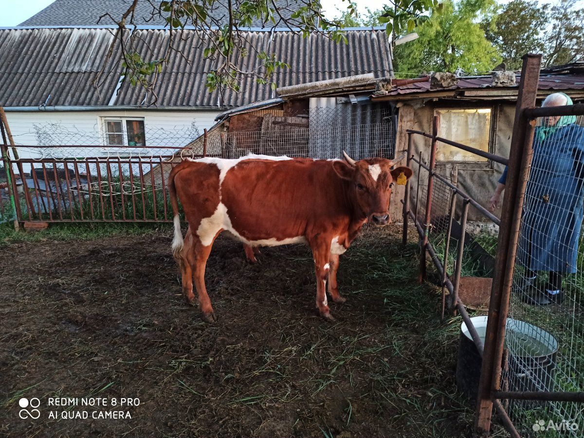 Телка на корову купить на Зозу.ру - фотография № 1