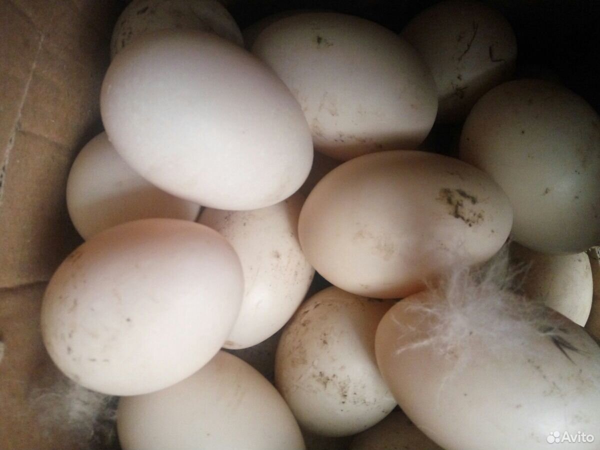 Яйца индоутиные купить на Зозу.ру - фотография № 2