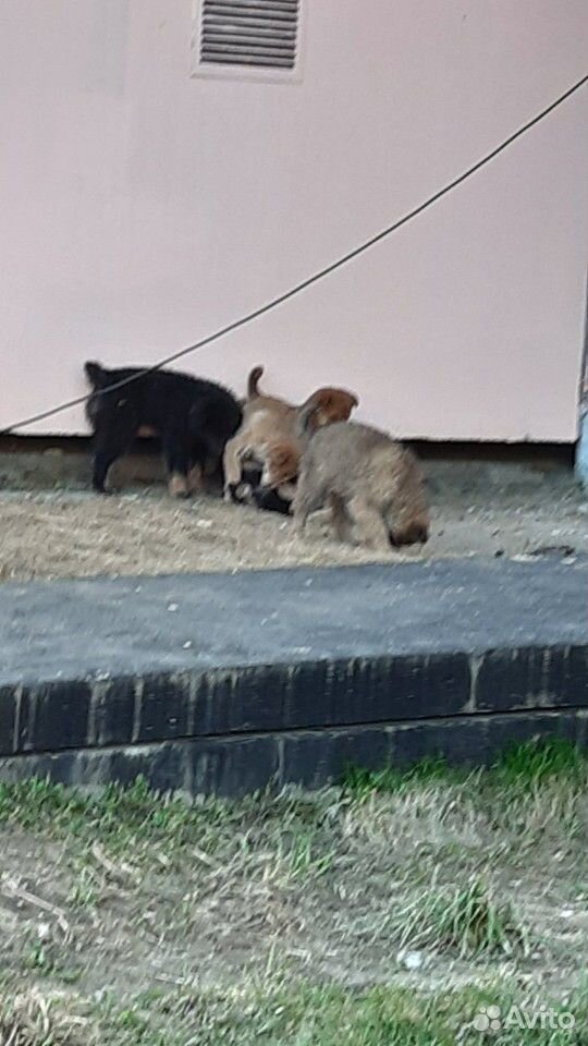 5 щенков купить на Зозу.ру - фотография № 8
