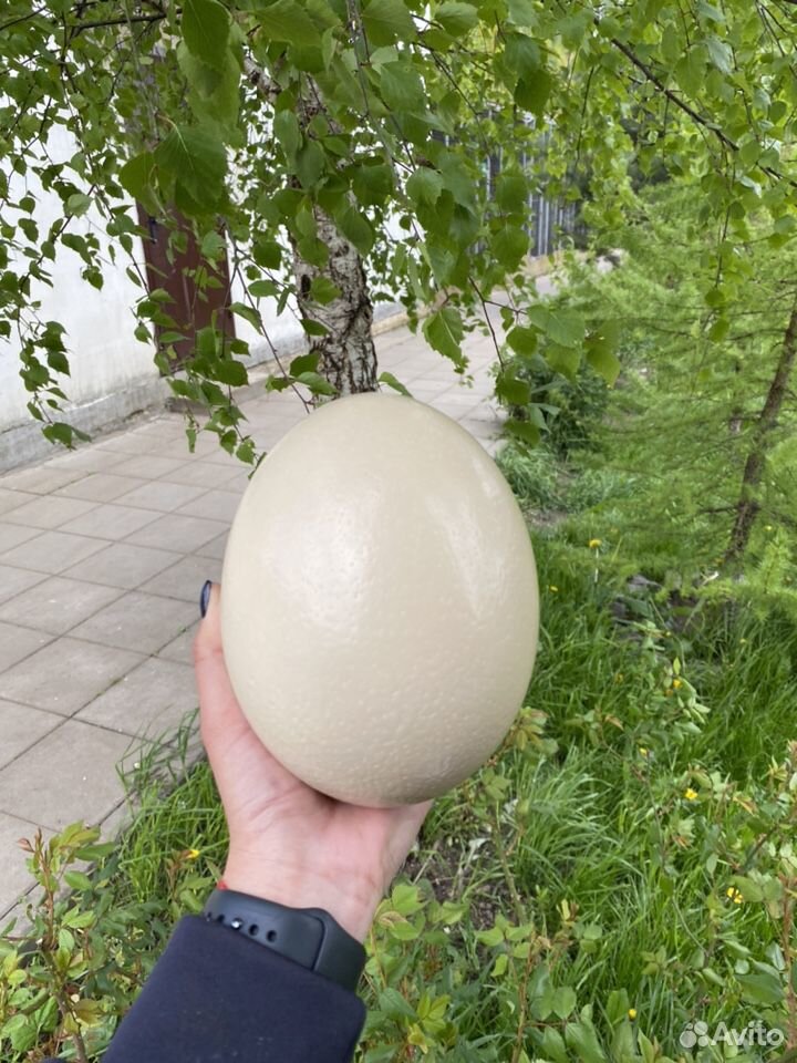Яйцо страуса купить на Зозу.ру - фотография № 2