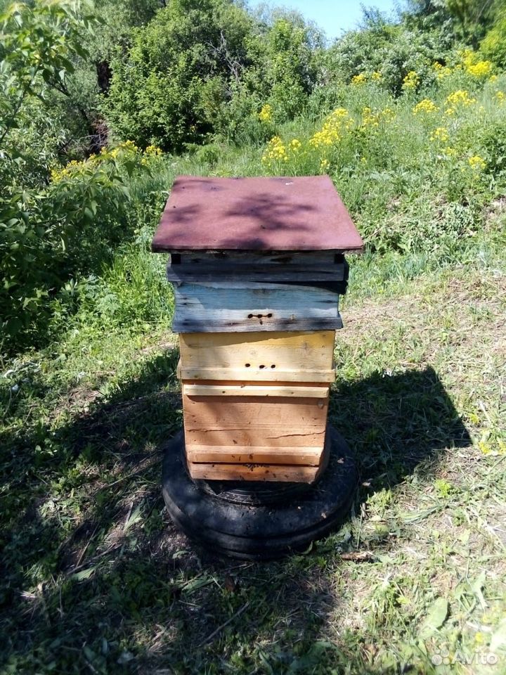 Пчелосемья купить на Зозу.ру - фотография № 5