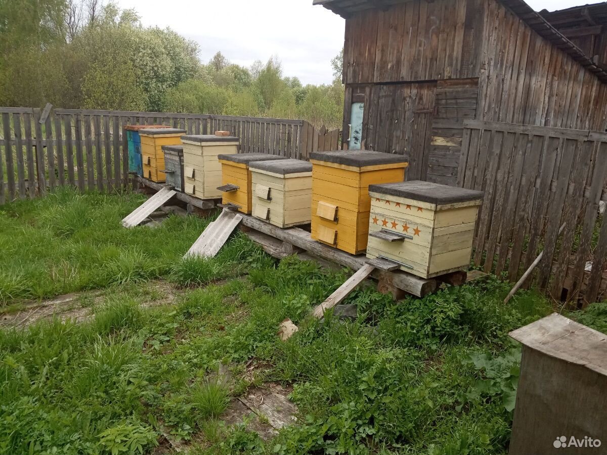 Улей с пчелами 3 шт купить на Зозу.ру - фотография № 1