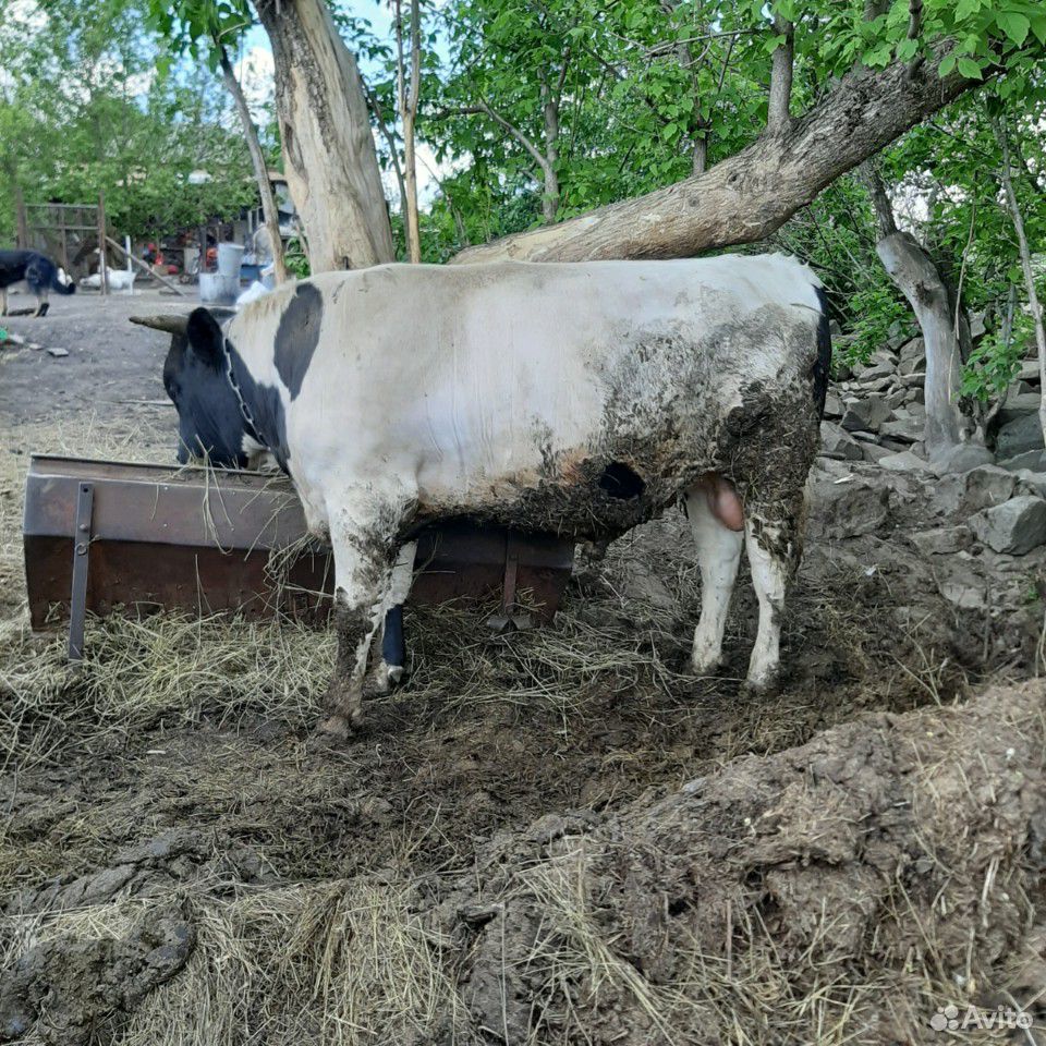 Продаю упитанных быков купить на Зозу.ру - фотография № 4