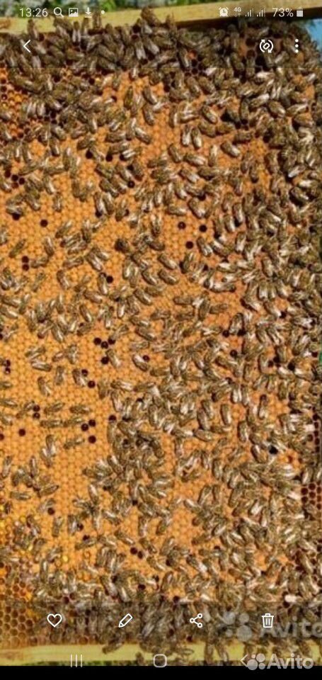 Пчелосемьи на рамках,сильные купить на Зозу.ру - фотография № 3