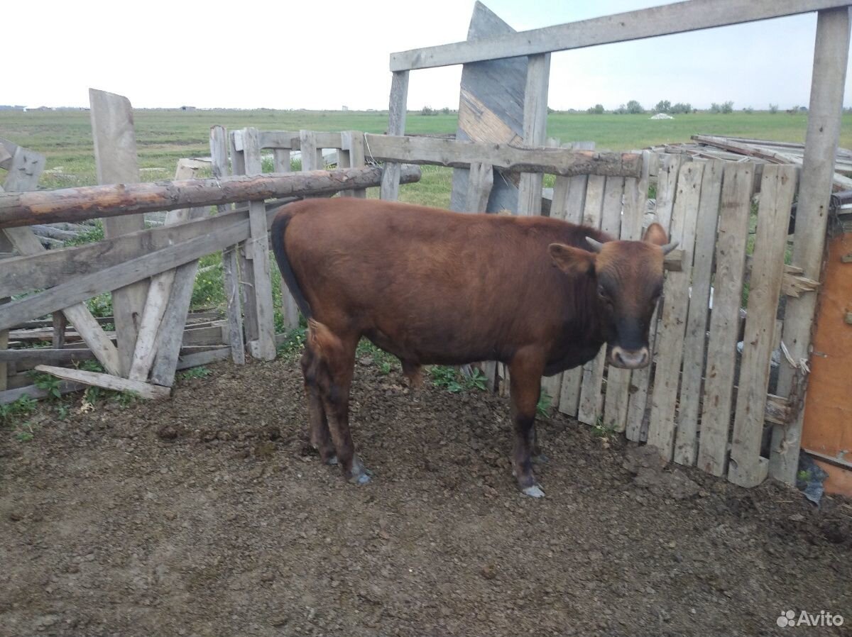 Коровы,телки,бычек купить на Зозу.ру - фотография № 9