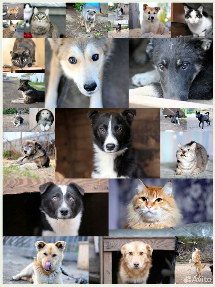 Собаки и кошки в дар купить на Зозу.ру - фотография № 1