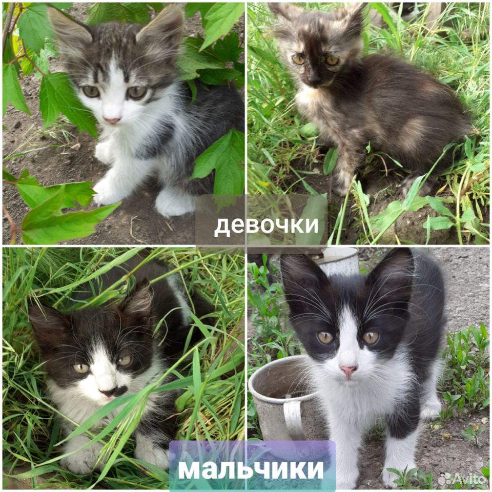Котята с доставкой купить на Зозу.ру - фотография № 1