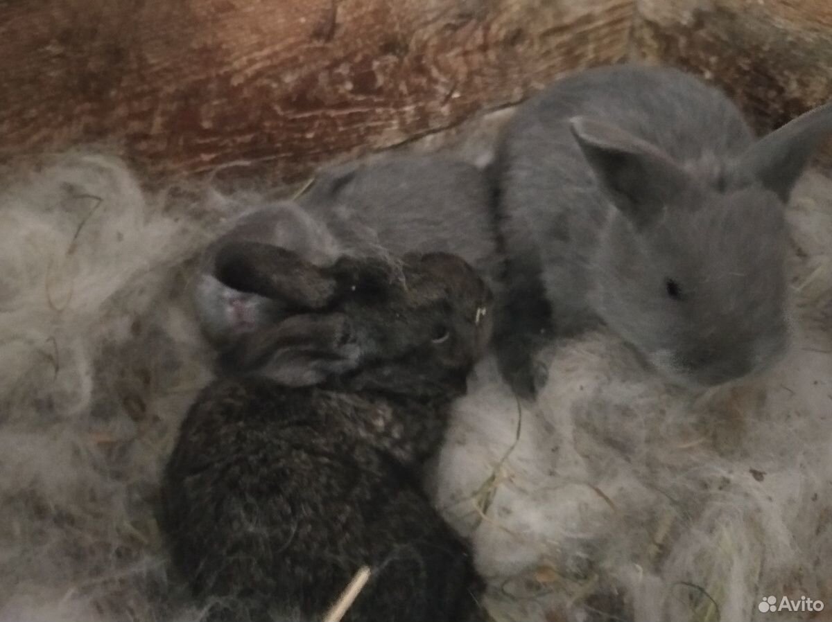 Кролик с крольчатами купить на Зозу.ру - фотография № 3