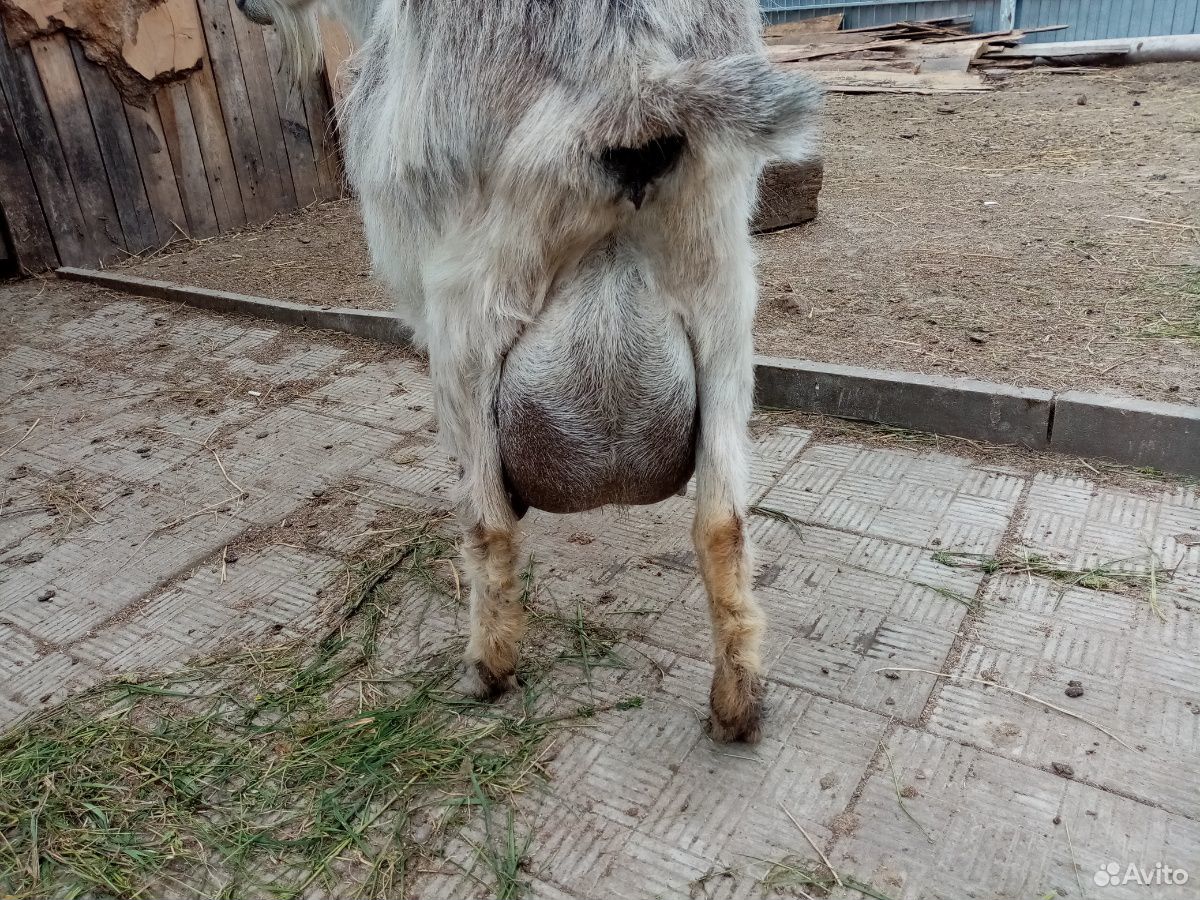 Дойная коза купить на Зозу.ру - фотография № 3