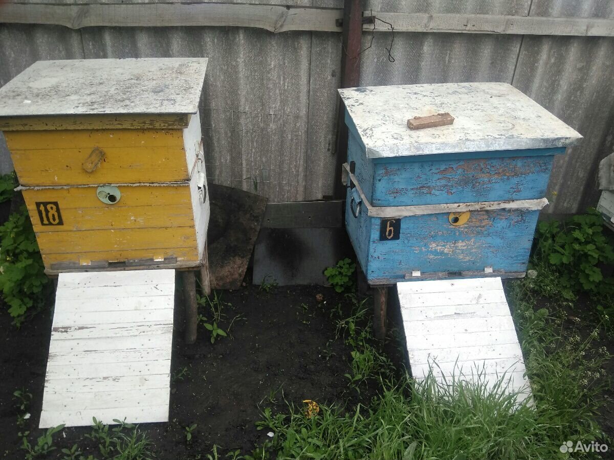 Пчёлы на высадку купить на Зозу.ру - фотография № 1