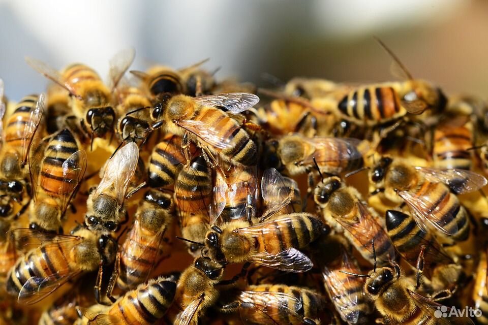 Продам пчелосемью купить на Зозу.ру - фотография № 1
