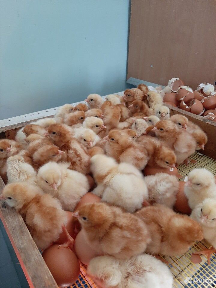 Цыплята суточные купить на Зозу.ру - фотография № 1