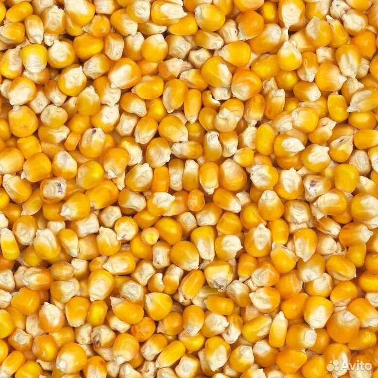 Кукуруза 4000 тонн купить на Зозу.ру - фотография № 1