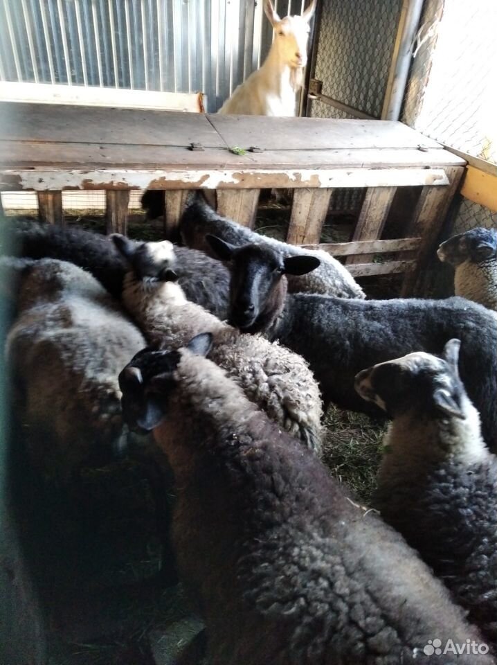 Овцы, ягнята купить на Зозу.ру - фотография № 3