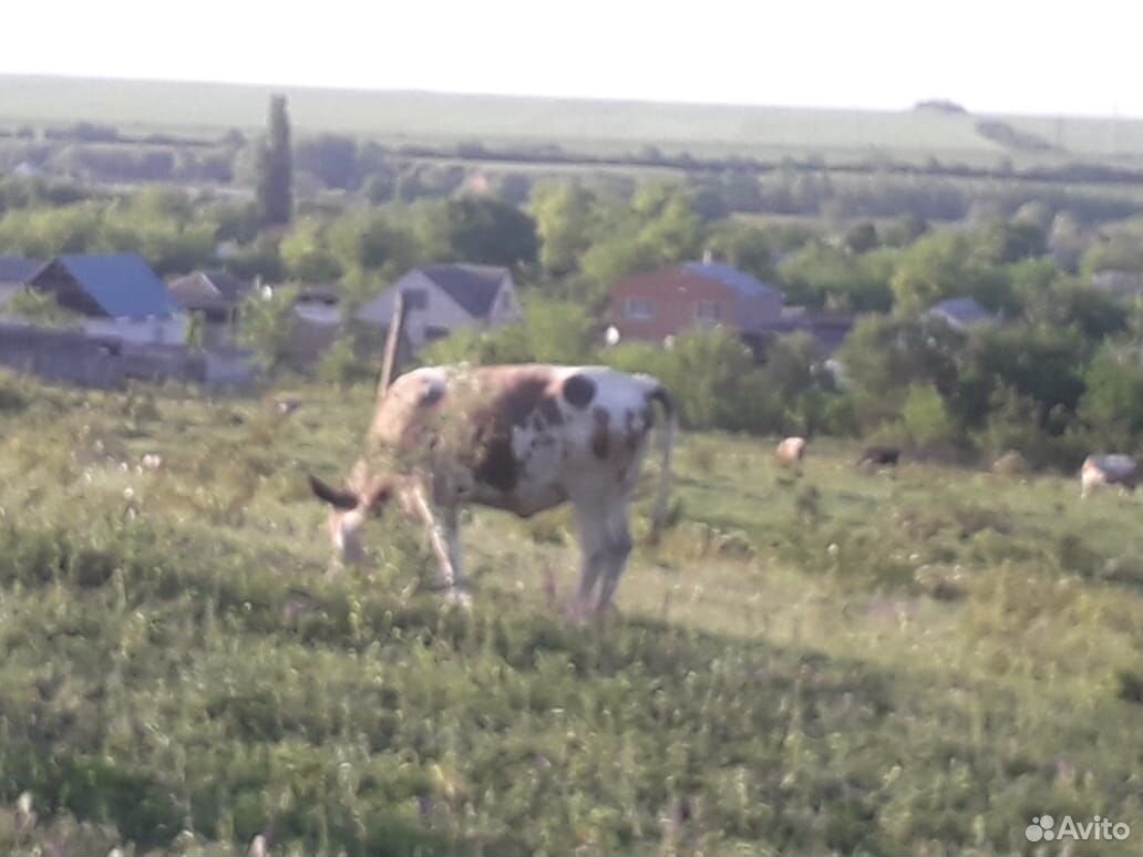 Корова и тёлочка купить на Зозу.ру - фотография № 4
