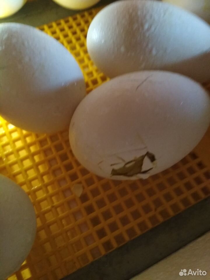 Гусята,инкубационное яйцо купить на Зозу.ру - фотография № 3