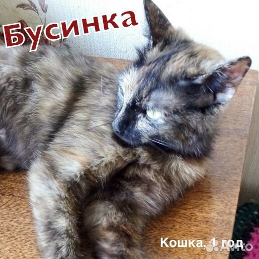 Трехшерстная молодая кошка купить на Зозу.ру - фотография № 2