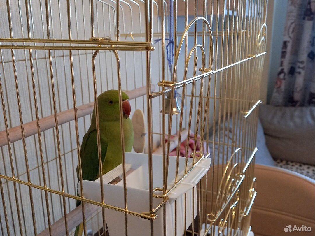 Ожереловый попугай с клеткой купить на Зозу.ру - фотография № 3