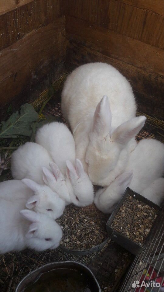 Кролики нзб(Новозиландские белые),Французкий баран купить на Зозу.ру - фотография № 6